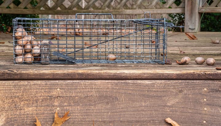 Professional-Wildlife-Control in Middlebury