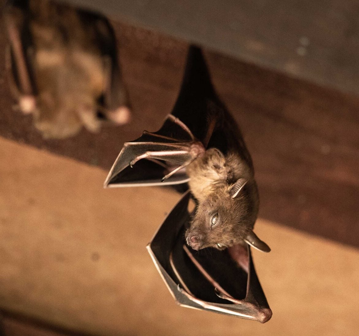 Wildlife-Bats in Middlebury
